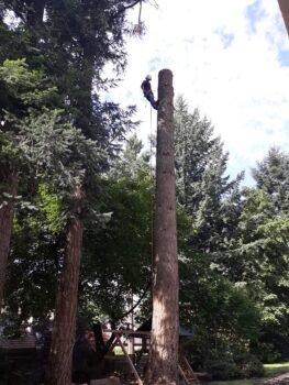 Tree Removal near me in Vancouver WA