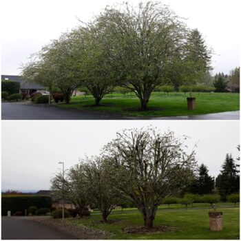Tree Trimming La Center WA