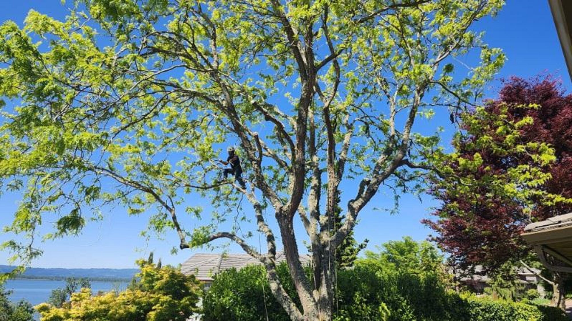 Tree Service Vancouver Washington