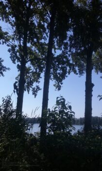 Tree Service Near Me Vancouver Wa