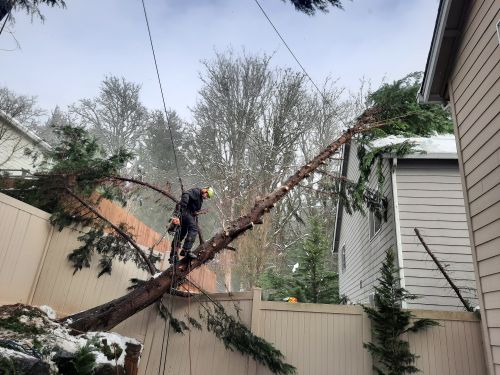 Emergency Tree Services