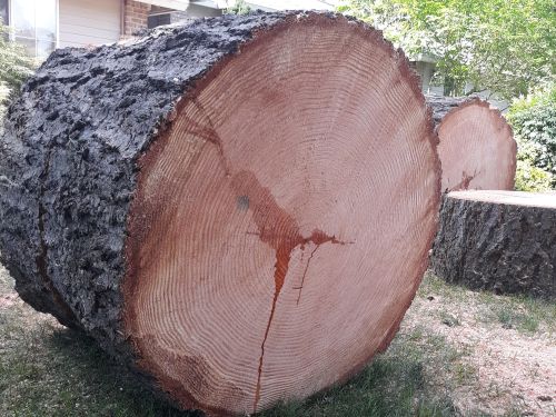 Healthy Tree