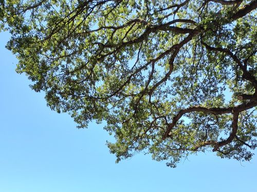 How To Care For And Maintain Your Trees