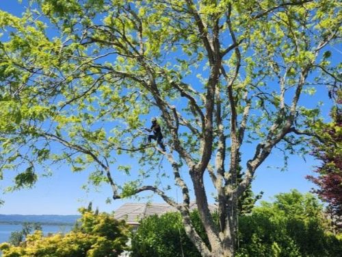 How To Spot A Dying Tree