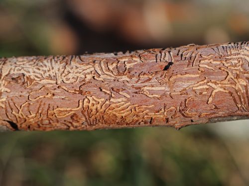 Pest Management For Trees