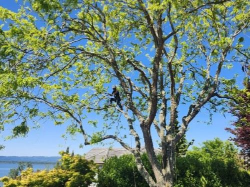 Pruning Trees