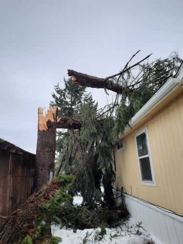 Safely Removing A Tree