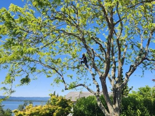 Seasonal Care And Maintenance For Trees