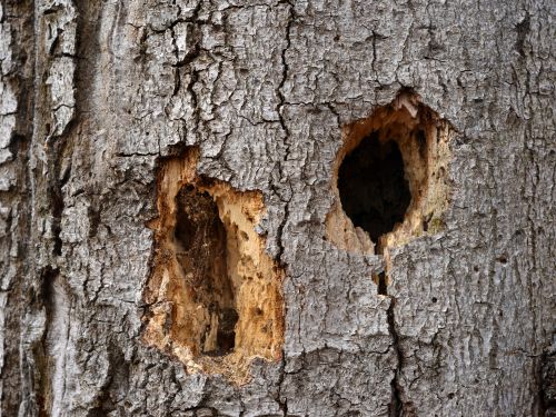 Tree Diseases
