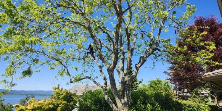Tree Pruning Techniques & Benefits | Arbor City Tree Care