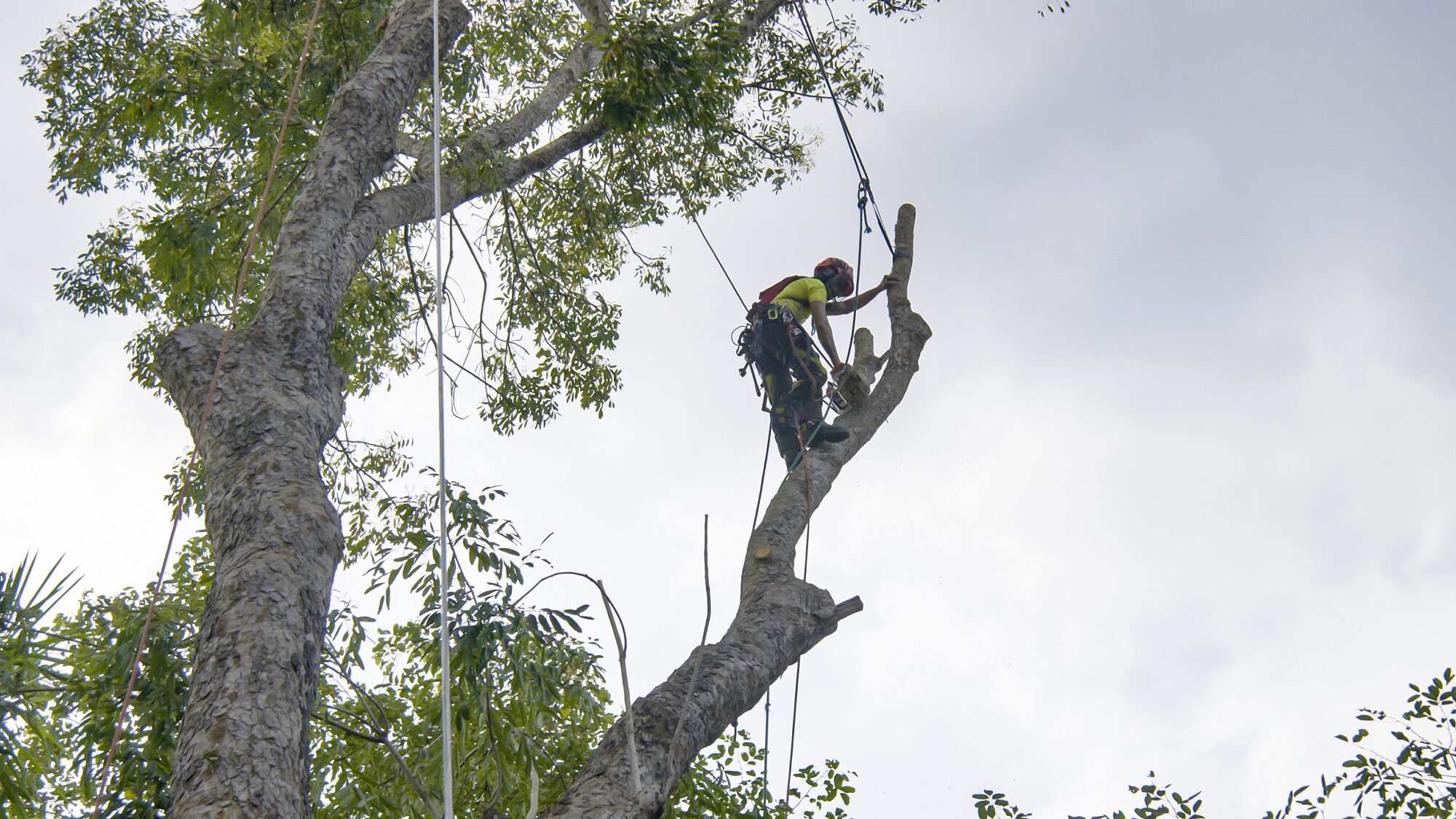 Tree Service Vancouver Tree Service Vancouver