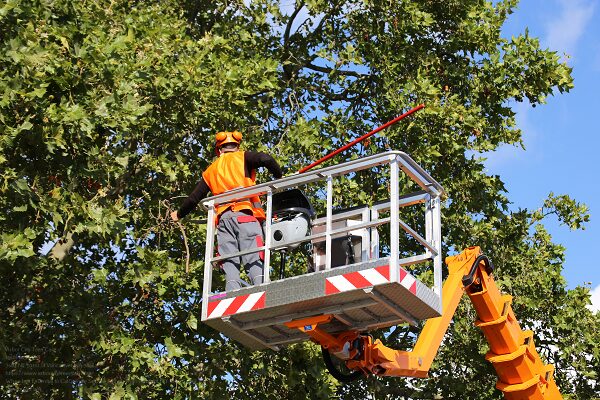 Tree Service Near Me Vancouver Wa