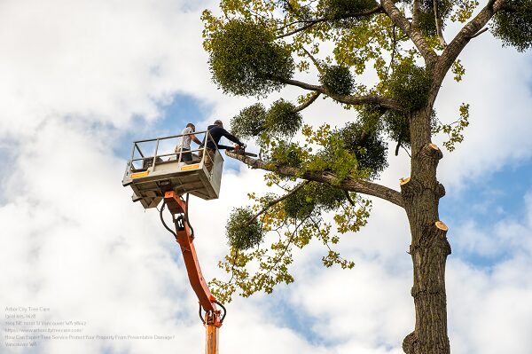 Tree Service Near Me Vancouver