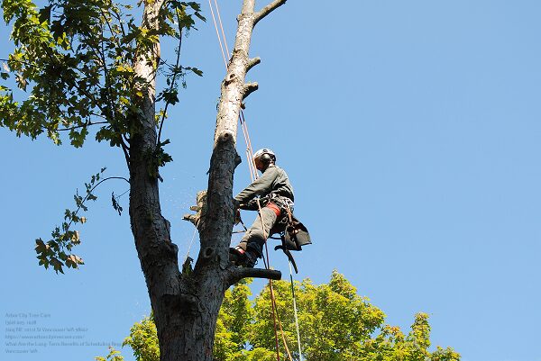 Tree Service Near Me In Vancouver Wa