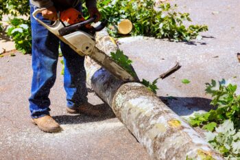 Tree Removal Vancouver WA