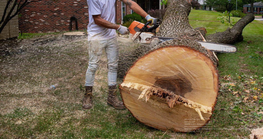 Tree Removal near me Vancouver WA
