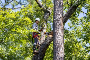 Arborist Clark County WA