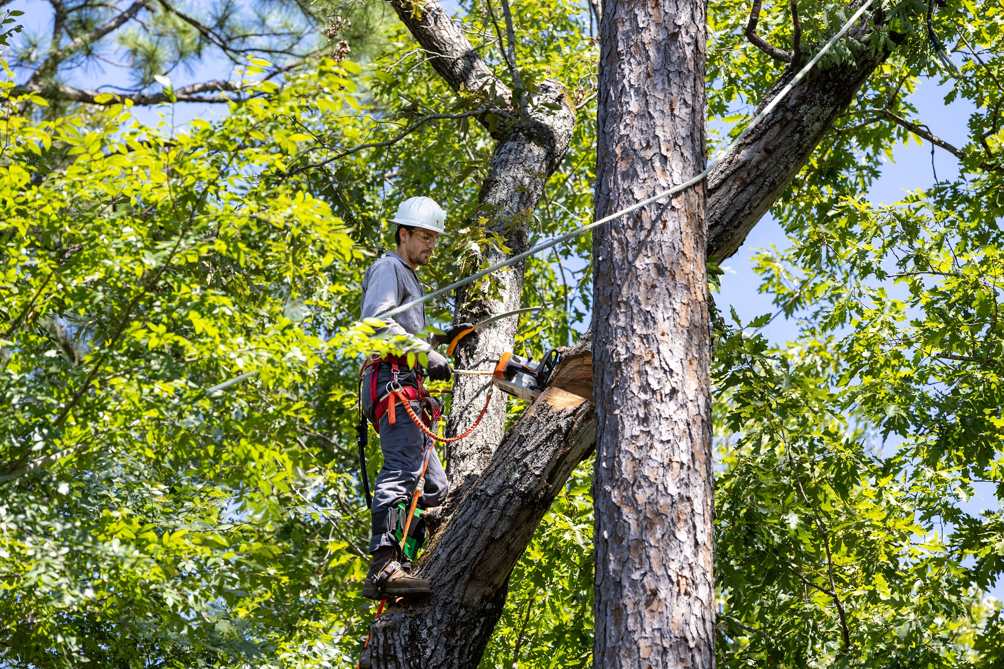 Arborist Clark County WA