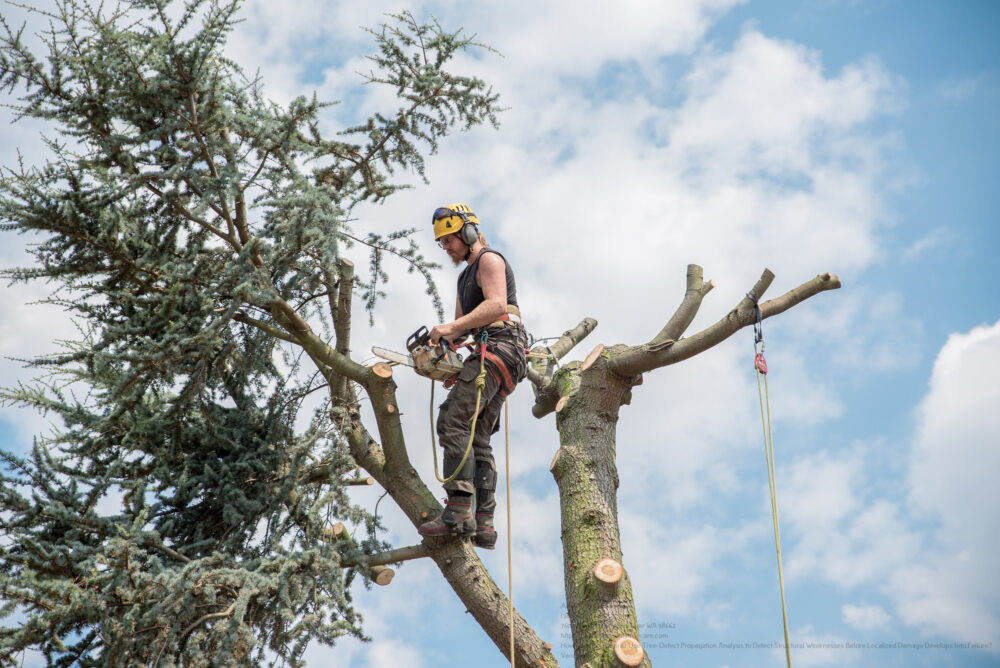 Arborist near me Clark County WA